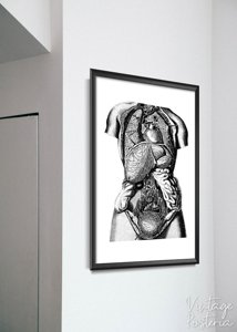 Wall art Anatomical Prints Organs