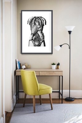Wall art Anatomical Prints Organs