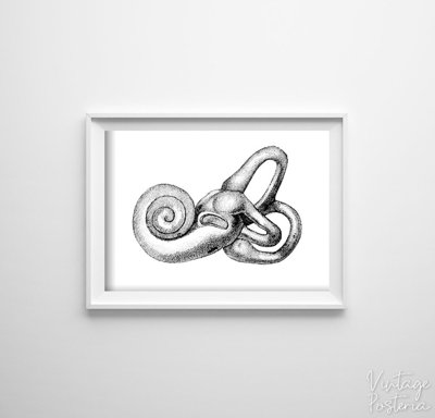 Vintage poster art Anatomy Print