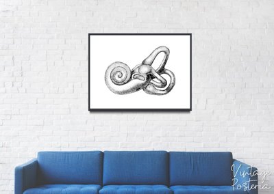 Vintage poster art Anatomy Print