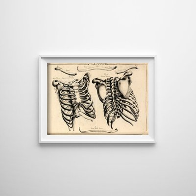 Vintage poster John Fotherby Rib Cages