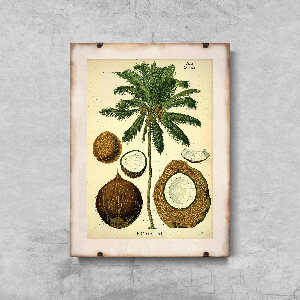 Canvas poster Botanical Print Coconut Palm