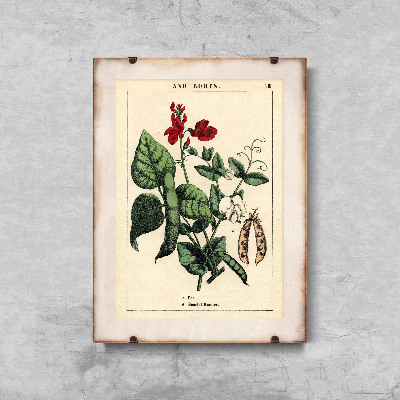 Vintage poster art Pea Plant