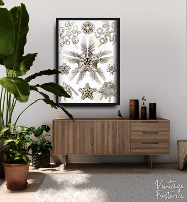 Poster Ernst Haeckel Ophiodea
