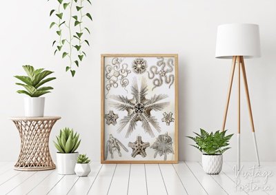 Poster Ernst Haeckel Ophiodea