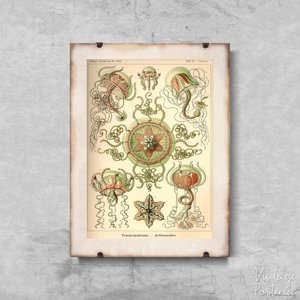 Vintage poster Marine-Animal Jellyfish Trachomedusae Ernst Haeckel