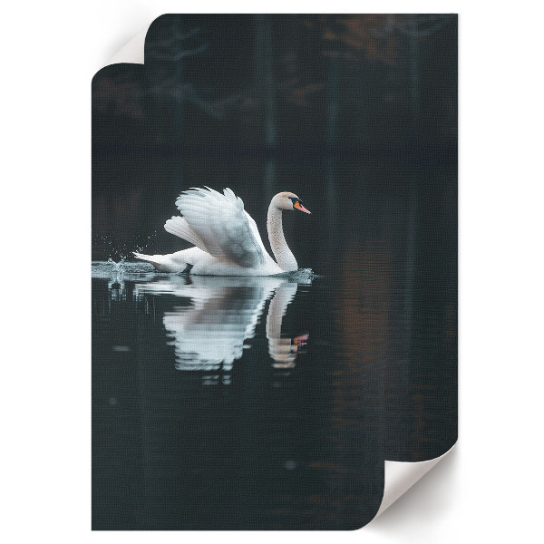 Wall print Swan in the water