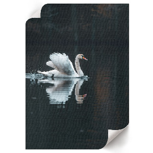 Wall print Swan in the water