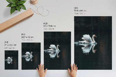 Wall print Swan in the water