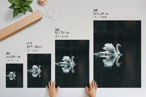 Wall print Swan in the water