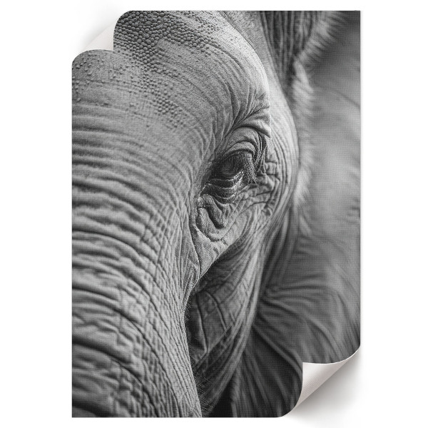 Poster Elephant's gaze