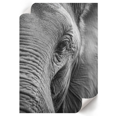 Poster Elephant's gaze