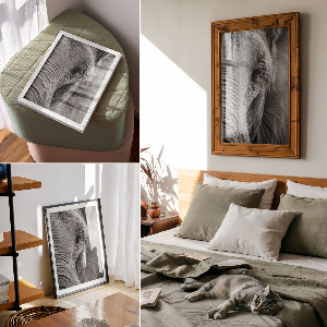 Poster Elephant's gaze