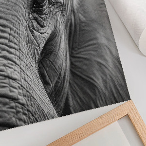 Poster Elephant's gaze