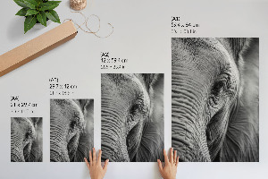Poster Elephant's gaze