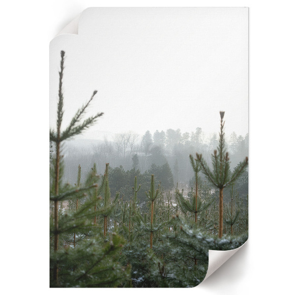 Decorative poster featuring green conifers