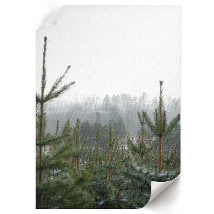 Decorative poster featuring green conifers