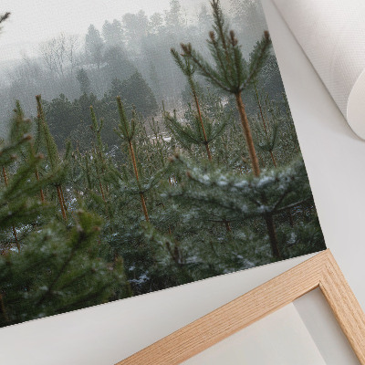 Decorative poster Green conifers