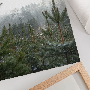 Decorative poster featuring green conifers