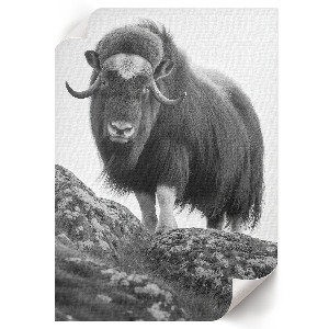 Wall art depicting a buffalo on a hill