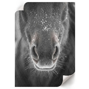 Wall print featuring a horse in the snow