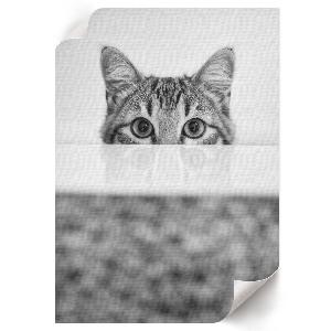 Decorative poster featuring a cat portrait
