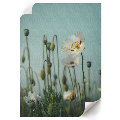 Art print White poppies
