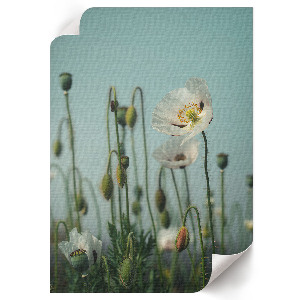 Art print featuring white poppies