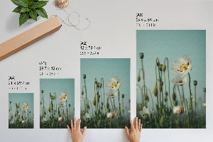 Art print featuring white poppies