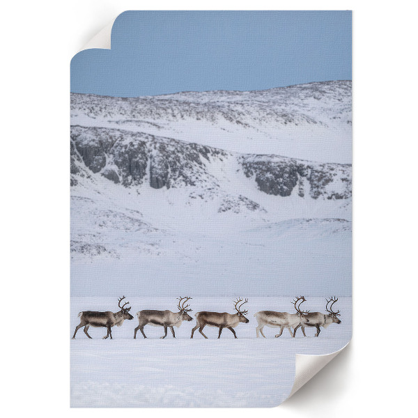 Decorative poster with a reindeer in the mountains