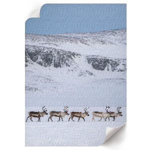 Decorative poster with a reindeer in the mountains