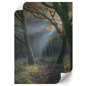 Autumn forest wall print