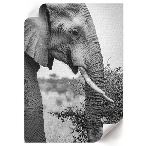 Decorative poster showing an elephant in profile