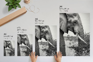 Decorative poster showing an elephant in profile