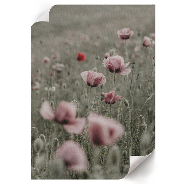 Poster with delicate poppies