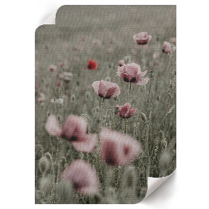 Poster with delicate poppies