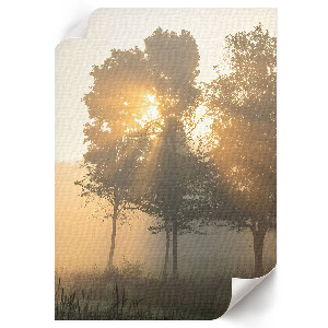 Wall art featuring a forest at dawn