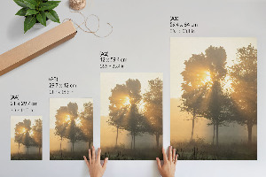 Wall art featuring a forest at dawn