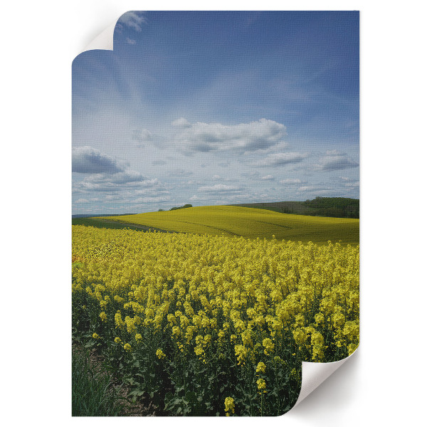 Art print of rapeseed fields