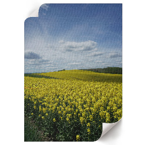Art print of rapeseed fields