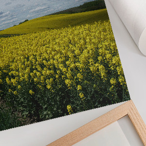 Art print of rapeseed fields