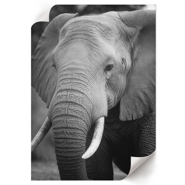 Wall print depicting an elephant portrait