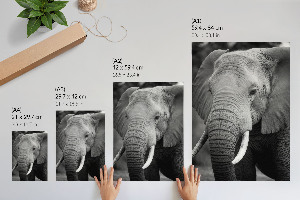 Wall print depicting an elephant portrait