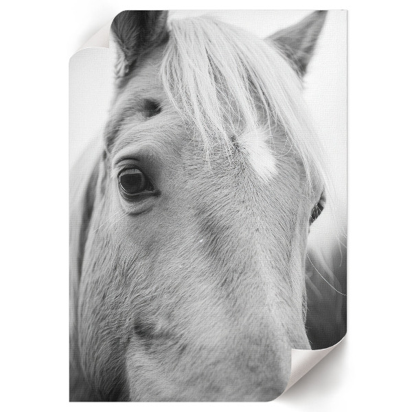 Decorative poster featuring a horse portrait