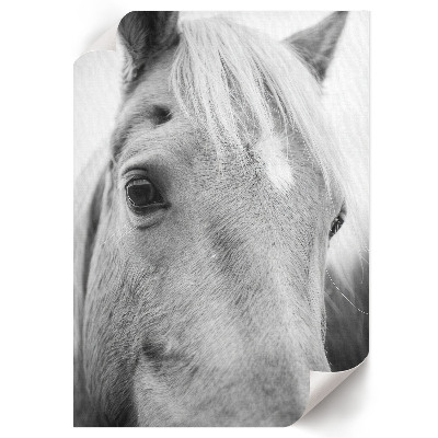 Decorative poster Horse portrait