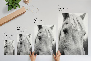 Decorative poster featuring a horse portrait