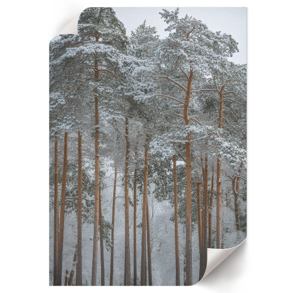 Art print Forest winter