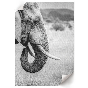 Decorative poster featuring an African elephant