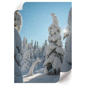 Poster of a coniferous forest in winter