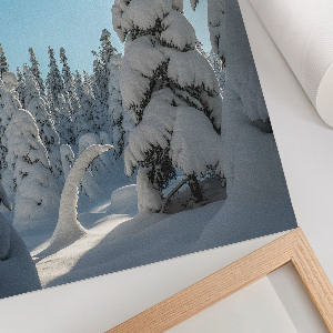 Poster of a coniferous forest in winter